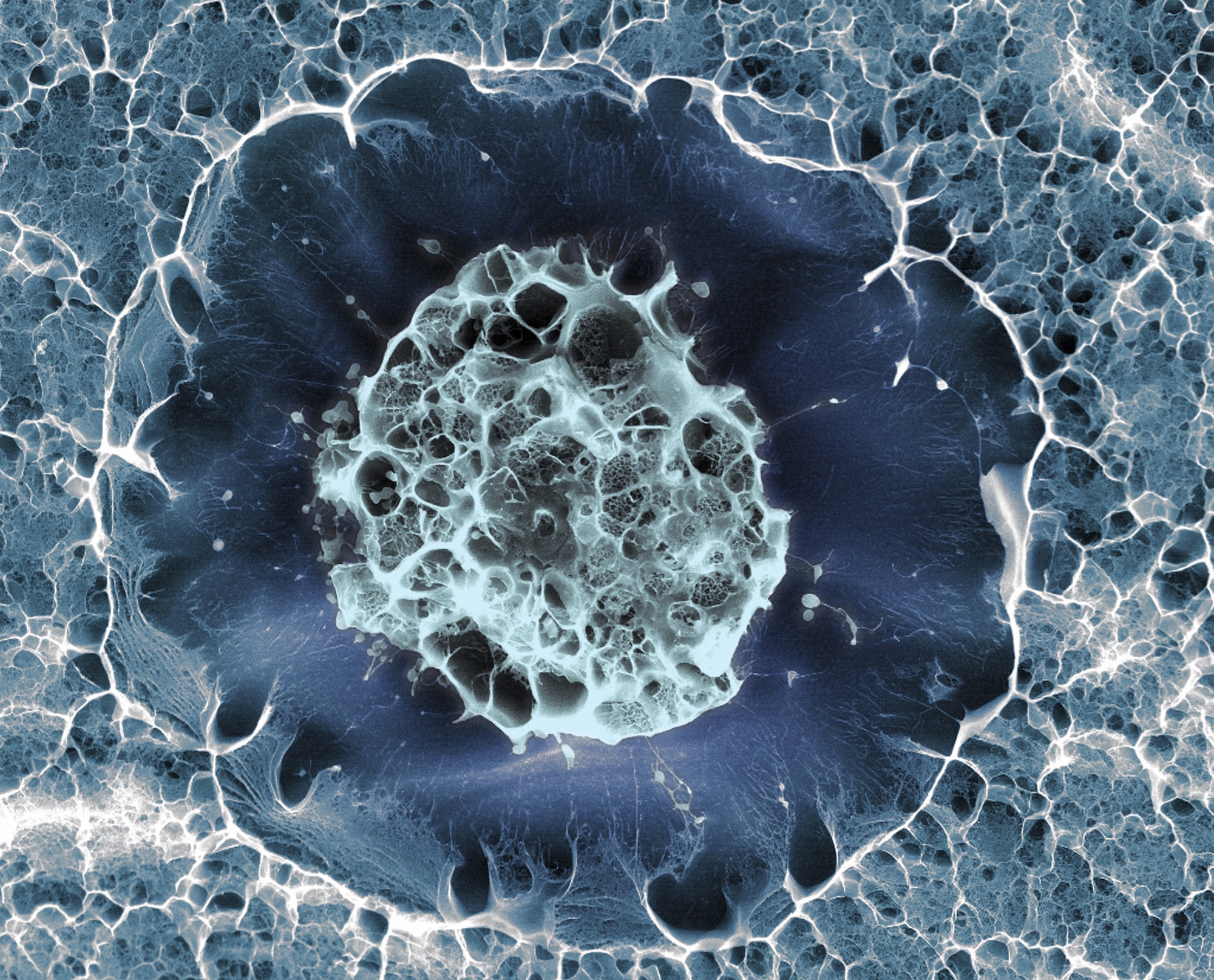 Stem cell detail image